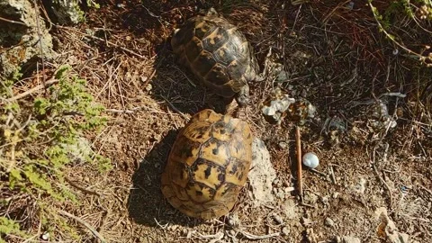 Closeup of Turtles in Mating Ritual, Unique Wildlife Moment Stock Footage 316061270