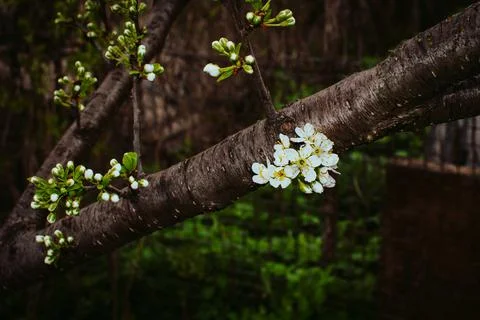 Closeup twig of a blooming cherry tree in the garden Stock Photos
