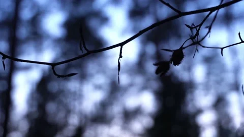 Closeup of twig during nightfall with bokeh Stock Footage 138998915