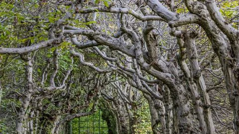 Closeup of twisted branches of old tree hedges forming a tunnel Stock Photos
