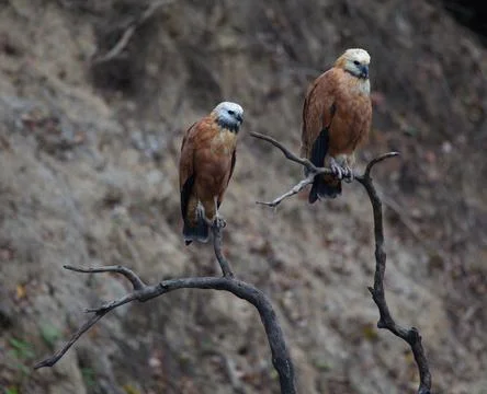 Closeup of two Black-collared Hawks (Busarellus nigricollis) sitting Stock Photos