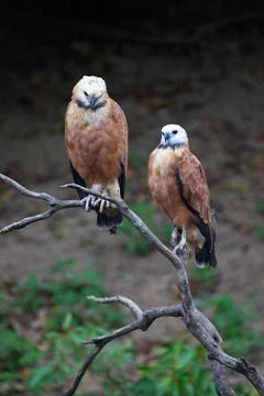 Closeup of two Black-collared Hawks (Busarellus nigricollis) sitting Stock Photos