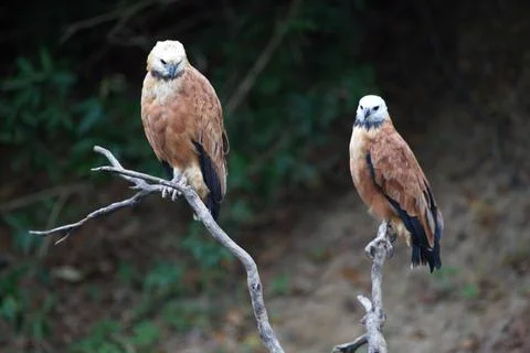 Closeup of two Black-collared Hawks (Busarellus nigricollis) sitting Stock Photos