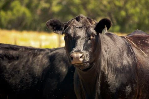 Closeup of Two Black Cows Looking at the Camera in a Field in Texas Stock Photos