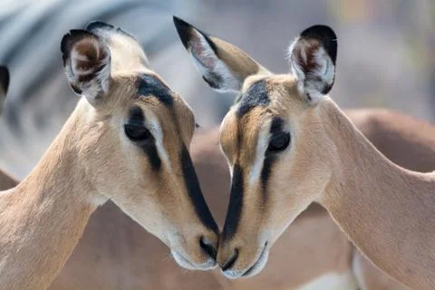 Closeup of two blackfaced Impala. Stock Photos