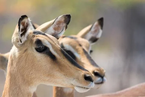 Closeup of two blackfaced impalas Stock Photos
