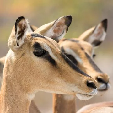 Closeup of two blackfaced impalas Stock Photos