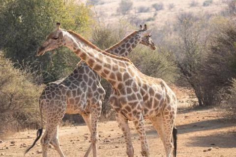 Closeup of two Cape Giraffe cows, standing in a clearing, during the dry season. Stock Photos