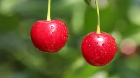 Closeup of two cherries with drops on cherry-tree in orchard Stock Footage 8571280
