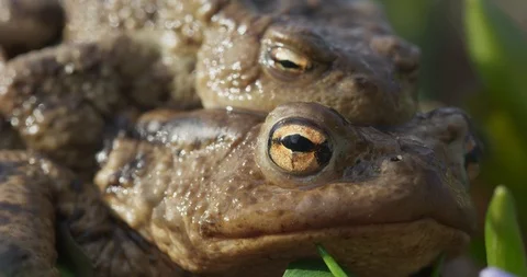 Closeup of two common toad in the spring time, 4k Stock Footage 89643794