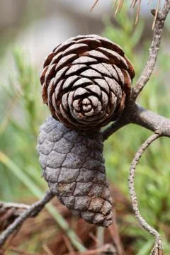 Closeup of two cones on a mediterranean pine tree Stock Photos