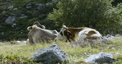 Closeup of two cows relaxing in summer pastures - Italian Alps Vídeos de archivo 252488192