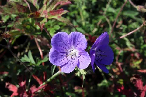 Closeup of two cranesbill flowers in bloom Stock Photos