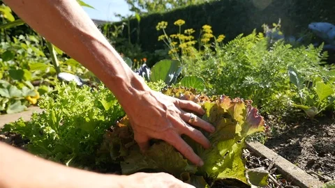 Closeup of two crisp salad in a vegetable garden, salad head is cut off Vídeos de archivo 88617934