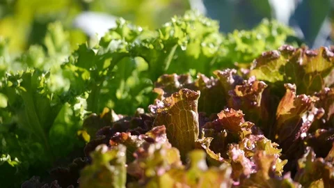 Closeup of two crisp salad in a vegetable garden Vídeos de archivo 88636169