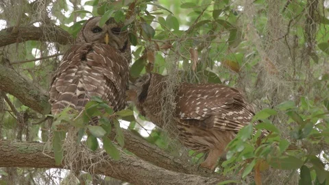 Closeup two cute barred owls grooming their feathers in owl love in Florida Video stock 127662887