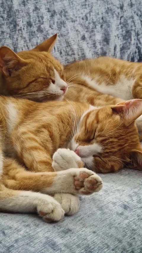 Closeup two cute orange kittens sleeping together on the sofa Stock Footage 282511252