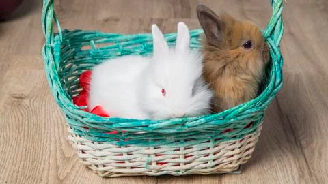 Closeup of two cute rabbits in a white basket Stock Photos