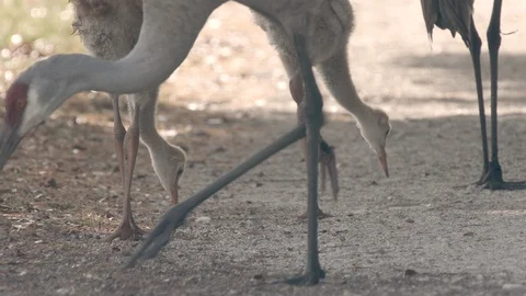 Closeup two cute sandhill crane chicks with their parents in Orlando Florida Stock Footage 127790256