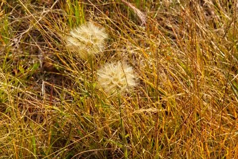Closeup of two dandelions in a field. Stock Photos