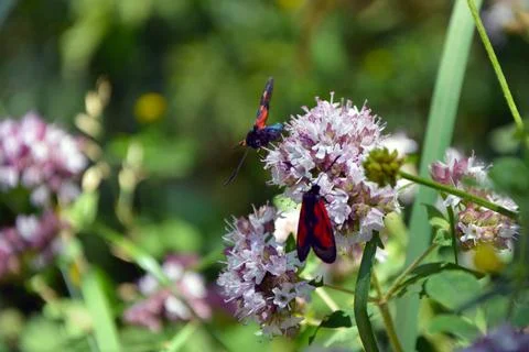 Closeup of two different types of moths Stock Photos