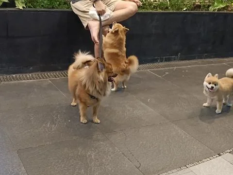 Closeup of two dogs facing forward and one dog facing away Stock Photos