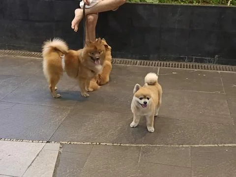 Closeup of two dogs facing forward and one dog facing away Foto stock