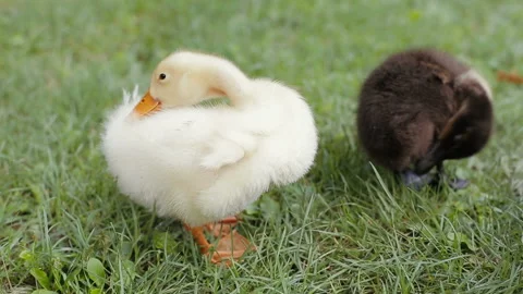 Closeup of two ducklings cleaning their feather on a green grass in a park 스톡 동영상 98671213