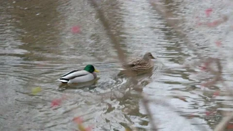Closeup of Two Ducks Swimming Down Creek Video stock 146806002
