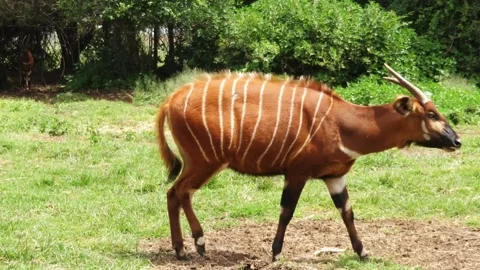 Closeup Of Two Eastern Mountain Bongo Video stock 205363693