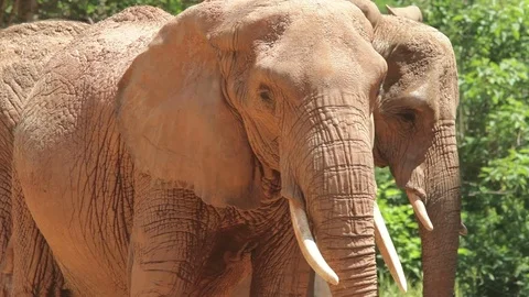 Closeup of two elephants, one is flapping ears and using trunk Stock Footage 72571246