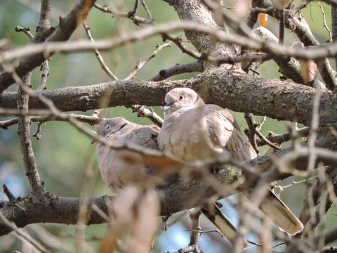 Closeup Two Eurasian collared doves bird Stock-Fotos