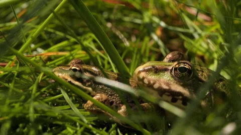 Closeup of two frogs sitting in grass Stock Footage 136304202