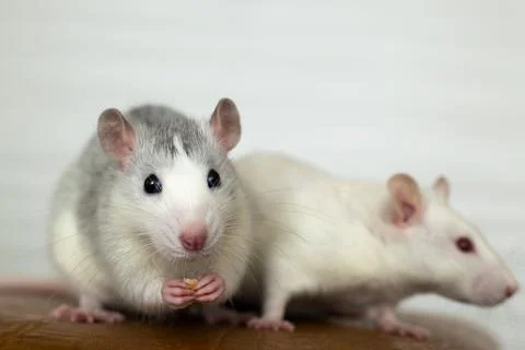Closeup of two funny white domestic rats with long whiskers. Stock Photos