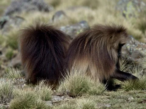 Closeup of  two Gelada Monkey (Theropithecus gelada) grazing Ethiopia Stock Photos