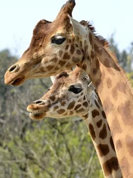 Closeup of two giraffes Stock Photos