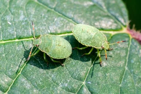Closeup of two Green Shield Bug (Palomena prasina) nymphs on a leaf Stock Photos