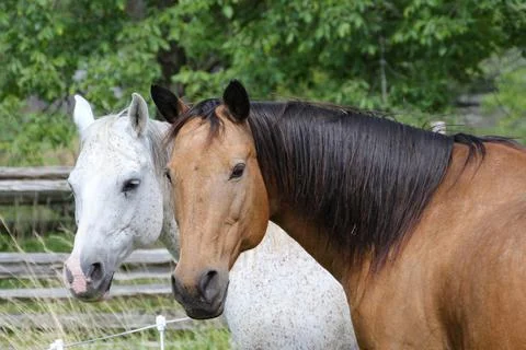 Closeup of two horses looking at camera outdoors in a rural setting Stock Photos