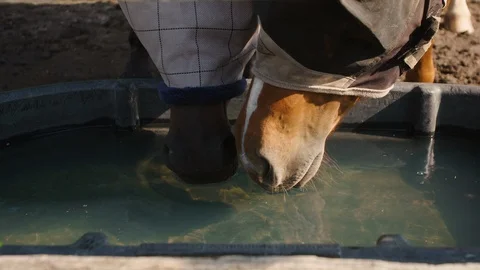 Closeup of two horse's noses drinking water out of a water trough or water bin Stock Footage 117720546