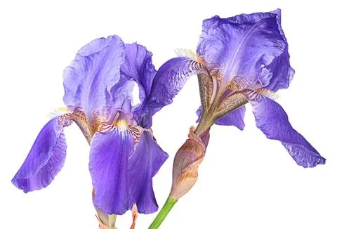 Closeup two iris flowers Stock Photos