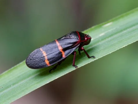 Closeup of Two-lined spittlebug Foto stock