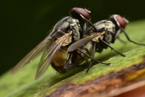 Closeup of two mating flies Stock Photos