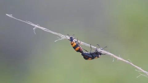 Closeup Of Two Mating Meloidae bugs Crawling Over brown Grass - Hycleus Lugens Stock Footage 342117600