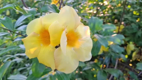 Closeup of Two Pale Yellow Allamanda Flowers Blooming in a Lush Garden Sett.. Video stock 296936907