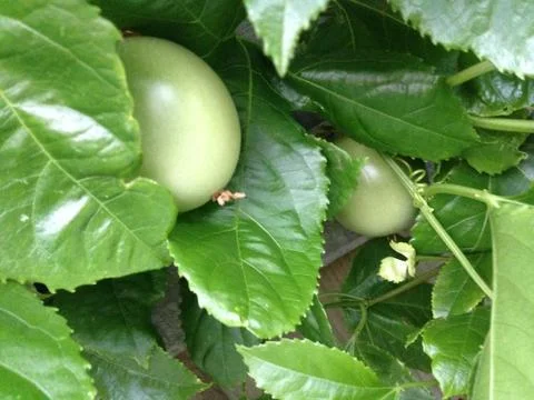 Closeup of two passionfruit growing on vine Stock Photos