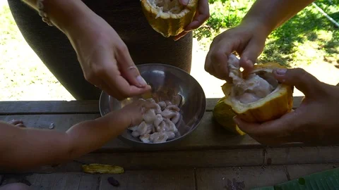 Closeup Of Two People And Baby Removing Cacao Beans From Fruit [Slow Motion] Stock Footage