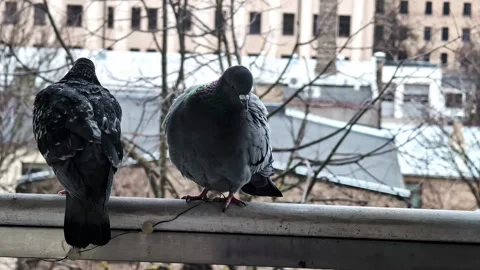 Closeup of two pigeons sitting on parapet as they gaze curiously, slow motion 스톡 동영상 320606906