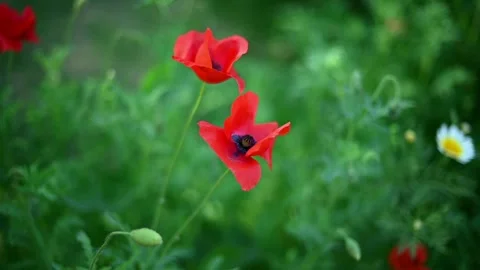 Closeup of two poppy flower with green background Stock Footage