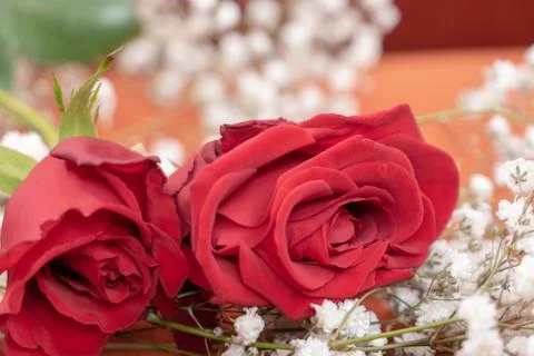 Closeup two red roses and white flowers of baby's breath for valentine's day and Stock Photos