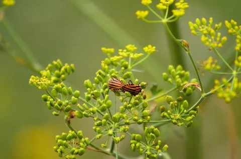 Closeup of two red stripped bugs on green parsnip seeds with selective focu.. Stock Photos